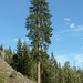 North Plateau Ponderosa Pine - Photo (c) Walter Siegmund, some rights reserved (CC BY-SA)
