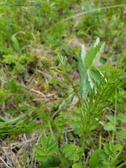 Sanguisorba stipulata