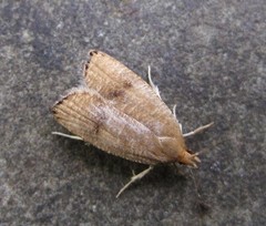 Psilocorsis quercicella