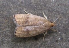 Psilocorsis quercicella