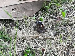 Vanessa atalanta atalanta