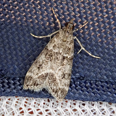 Eudonia lacustrata