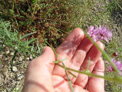 Image of Palafoxia rosea by no rights reserved