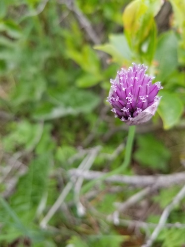 Allium schoenoprasum