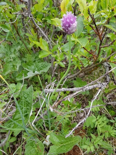 Allium schoenoprasum