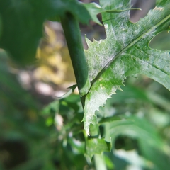 Lactuca quercina