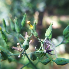 Lactuca quercina