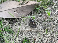 Vanessa atalanta atalanta