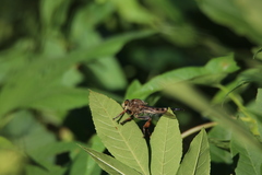 Promachus vertebratus