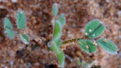 Medicago truncatula