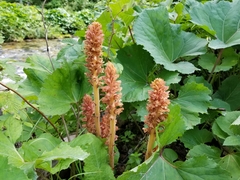 Orobanche flava