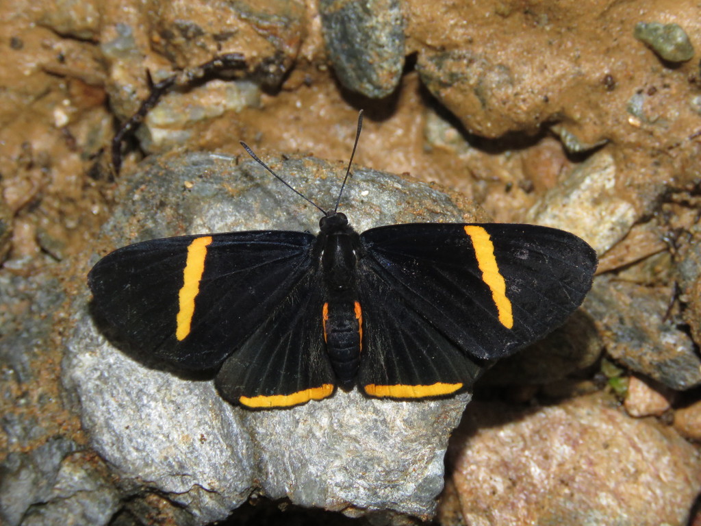 Melanis hodia