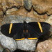 Melanis hodia - Photo (c) Lepidoptera Colombiana, some rights reserved (CC BY-NC), uploaded by Lepidoptera Colombiana