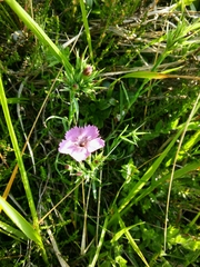 Dianthus seguieri