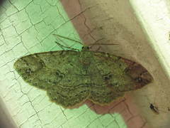 Melanolophia signataria