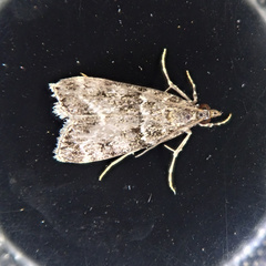 Eudonia lacustrata