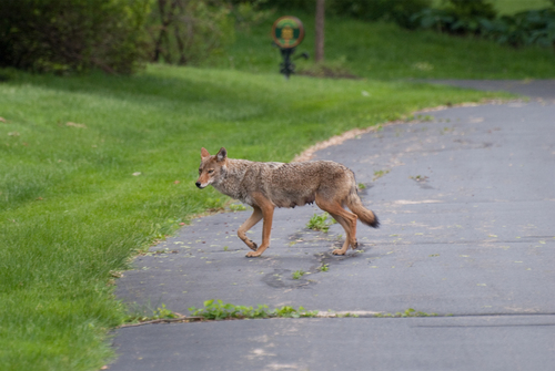 Coyote photographed in Illinois