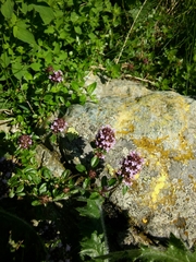 Thymus praecox