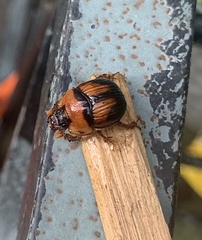 Bolbocerosoma farctum