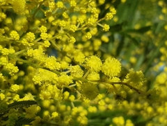 Acacia filicifolia