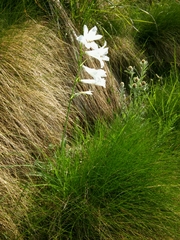 Paradisea liliastrum