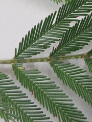Acacia filicifolia