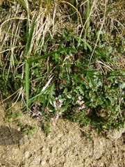 Serpyllum