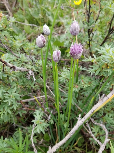 Allium schoenoprasum
