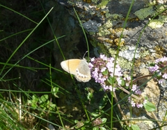 Coenonympha gardetta
