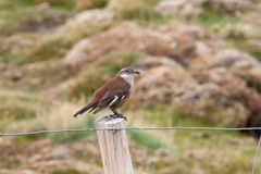 Cinclodes atacamensis