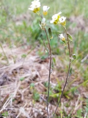 Draba cana