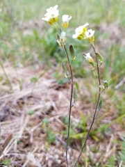 Draba cana