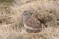 Thinocorus orbignyianus