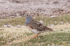 Thinocorus orbignyianus