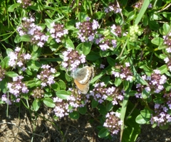 Coenonympha gardetta