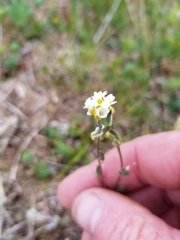 Draba cana