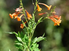 Tecoma fulva guarume