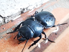 Coleoptera