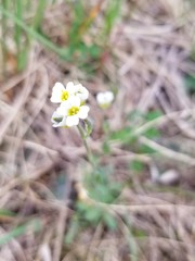 Draba cana