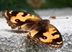 Junonia hierta