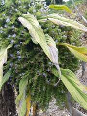 Echium pininana