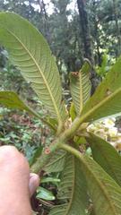 Saurauia isoxanthotricha