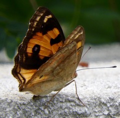 Junonia hierta