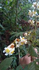 Saurauia isoxanthotricha