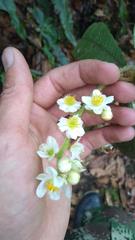 Saurauia isoxanthotricha