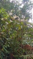 Saurauia isoxanthotricha