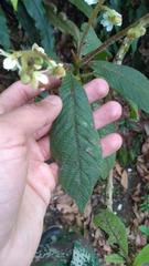 Saurauia isoxanthotricha