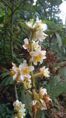 Saurauia isoxanthotricha