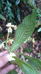 Saurauia isoxanthotricha