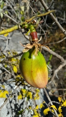 Adenia densiflora image